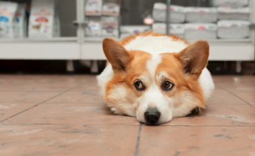 Mon chien ne digère pas bien : quelles solutions naturelles ?